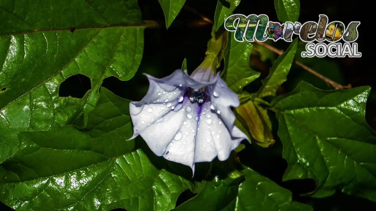 Datura stramonium - Flor silvestre de toloatzin o toloache vista en el Cerro de la Luz de Tepoztlan